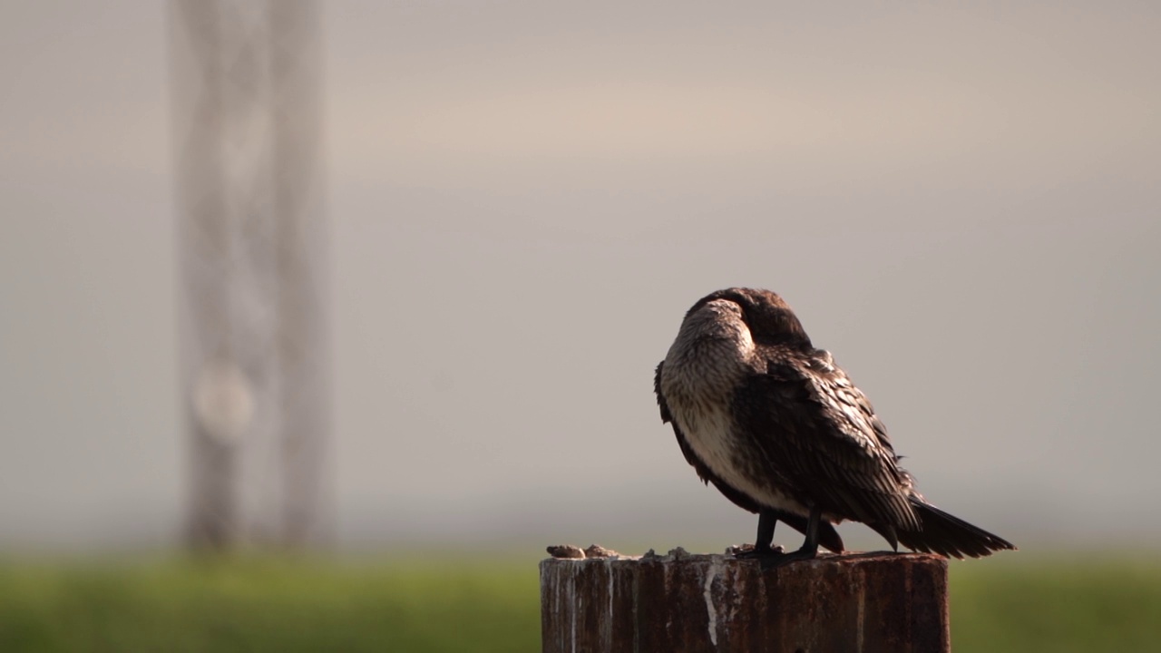 一只鸬鹚(Phalacrocorax carbo)睡在一根柱子上视频素材