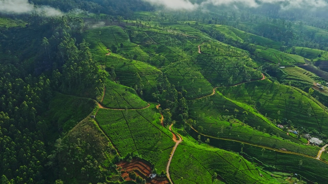 斯里兰卡Nuwara Eliya茶园的鸟瞰图视频素材