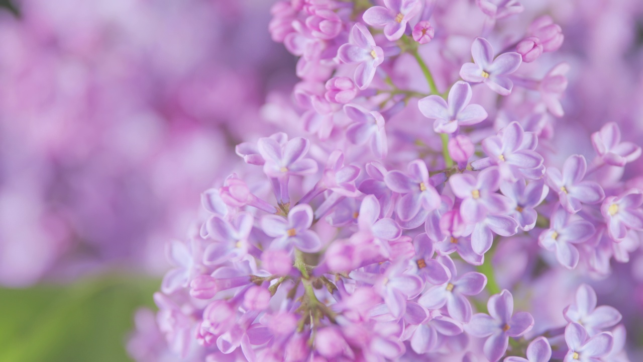 盛开的紫丁香花。浪漫的春天背景。紫丁香寻常的。架的焦点。视频素材