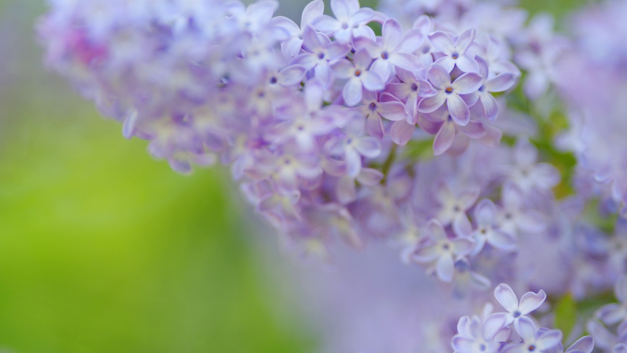 盛开的紫丁香花。浪漫的春天背景。紫丁香寻常的。缓慢的运动。视频素材