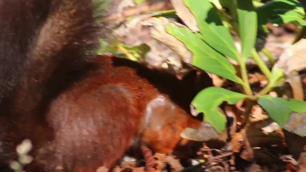 可爱的欧亚红松鼠坐在秋天的阳光下吃着花生，有着浓密的尾巴和红色的皮毛，寻找艰难的冬天，饥饿的坚果和寻找食物埋在寒冷的冬天视频素材