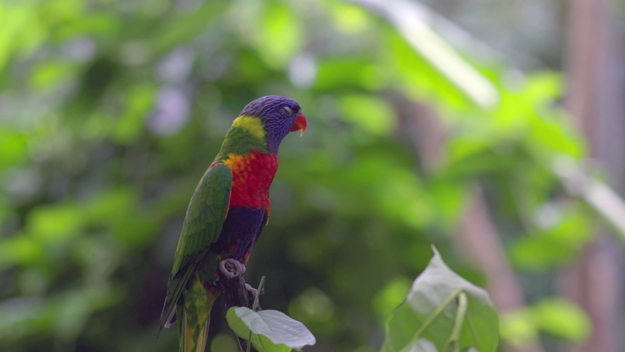 彩虹Lorikeet放松4K 60 FPS视频素材