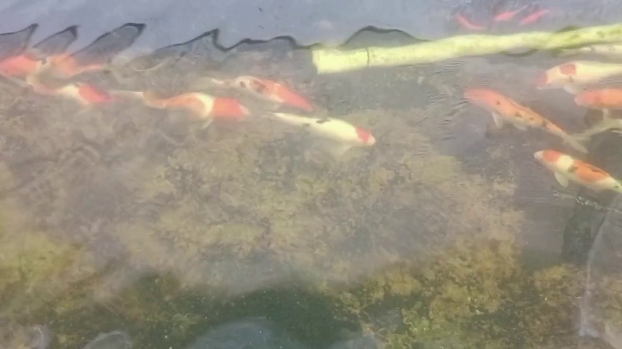 锦鲤在池塘里游泳视频素材