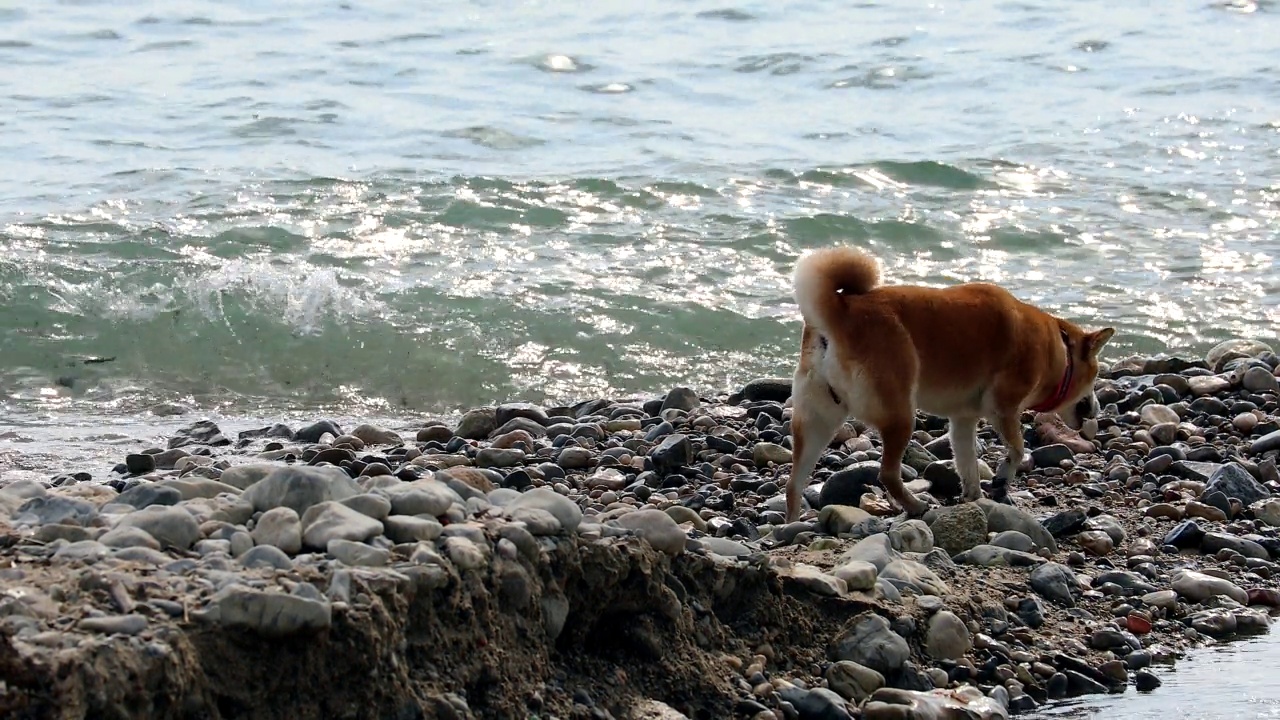 美丽的柴犬嗅海滩视频下载