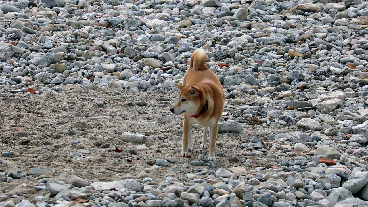 美丽的柴犬嗅海滩视频下载