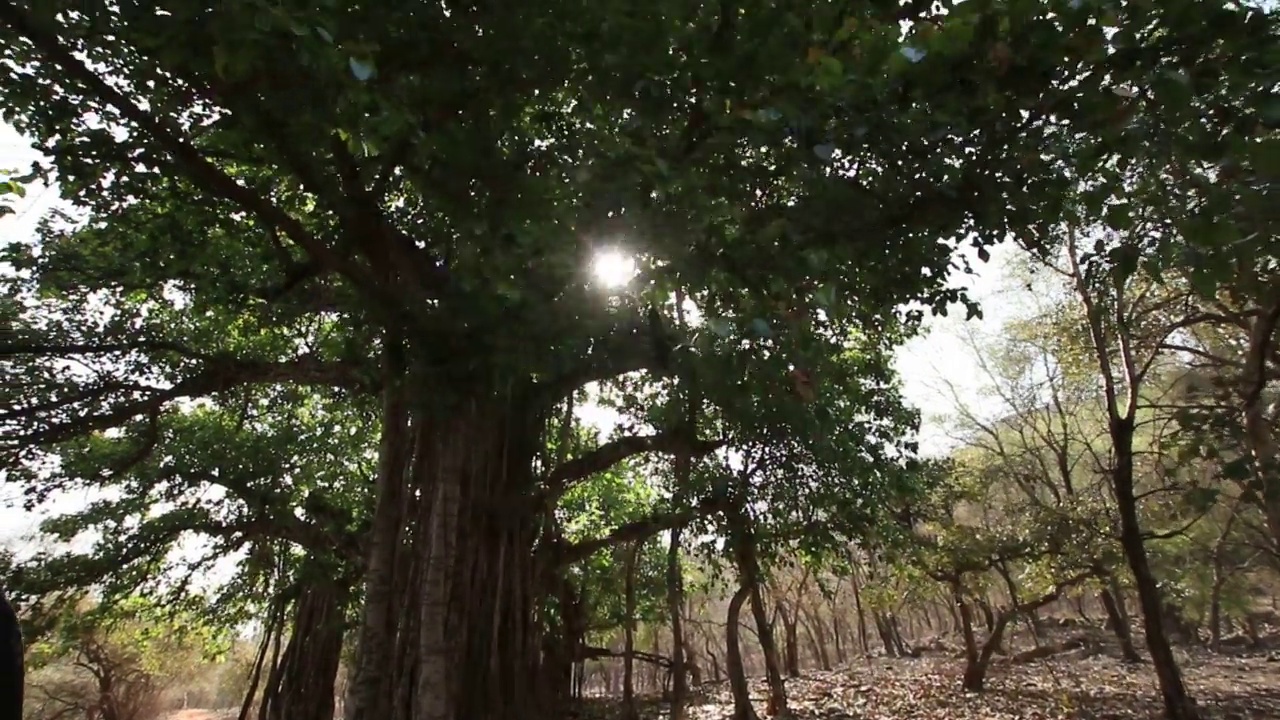 有树的自然风景/非洲视频素材