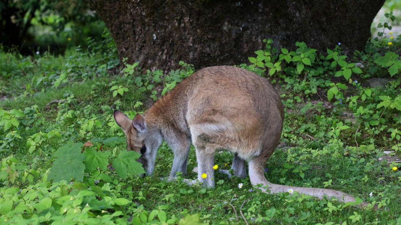 敏捷的小袋鼠，Macropus agilis也被称为沙地小袋鼠，是小袋鼠的一种视频素材