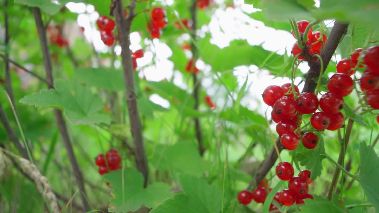 灌木枝上的红醋栗浆果。夏天的水果在阳光下。多莉视频素材