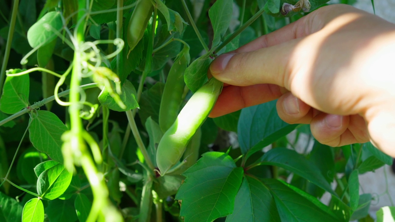 豌豆、糖豌豆、雪豌豆的绿色植物，特写，选择性焦点视频素材