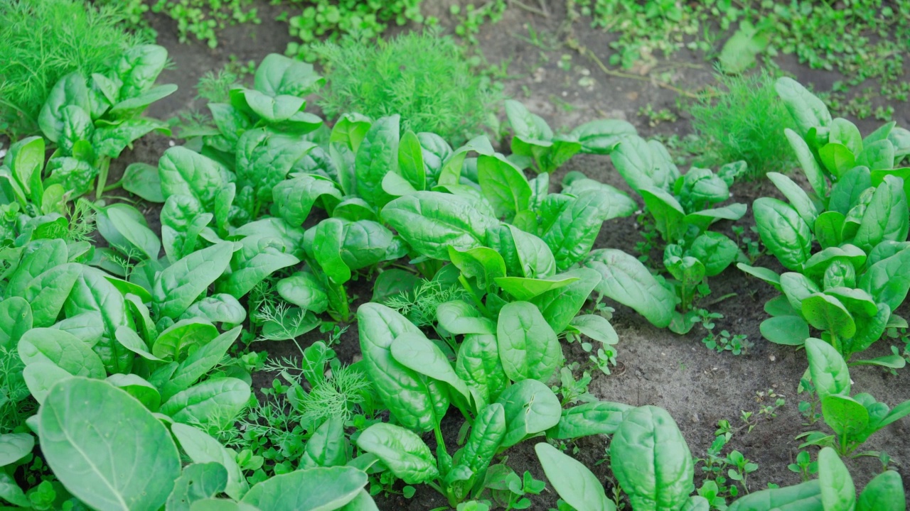 绿菠菜生长在蔬菜农场的花园里。在你自己的菜园里种植健康食品视频素材