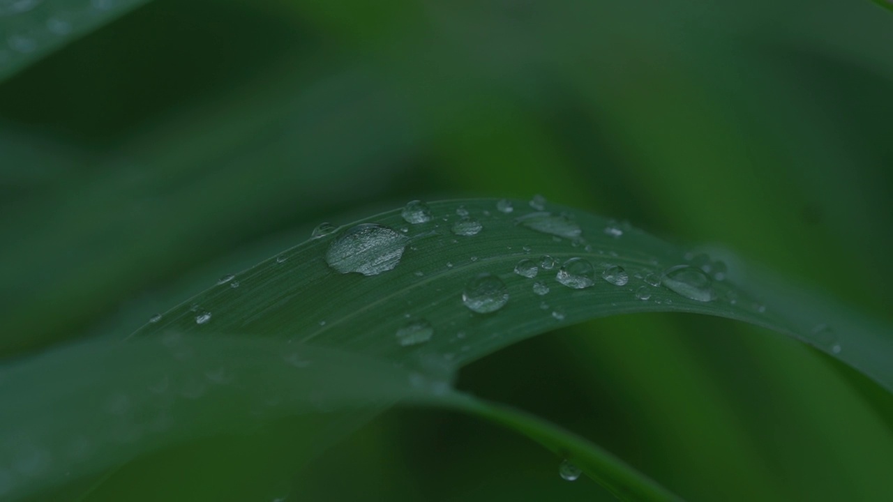 雨滴落在树叶上视频素材