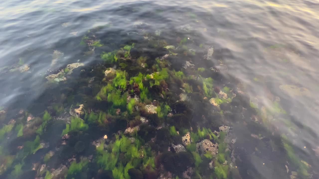 Cadde Bostan海岸-海滨和平静-浪漫的日落在马尔马拉海-美丽的日落和平静的人-王子岛-海-海藻-日落-海藻-生命和海浪在海上-美丽的风景与视频素材