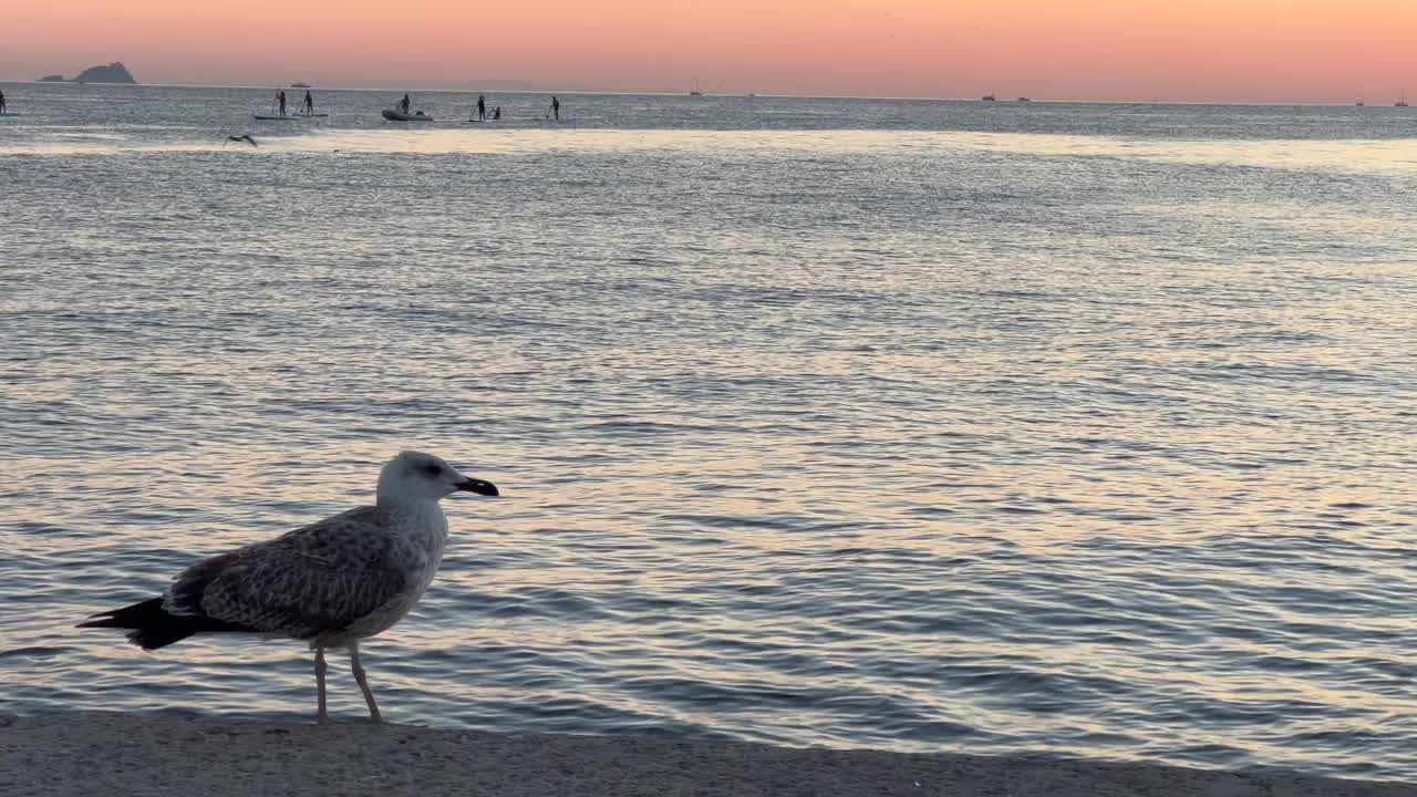 Cadde Bostan海岸-海滨和平静-浪漫的日落在马尔马拉海-美丽的日落和平静的人-王子岛-海-海藻-日落-海藻-生命和海浪在海上-美丽的风景与视频素材