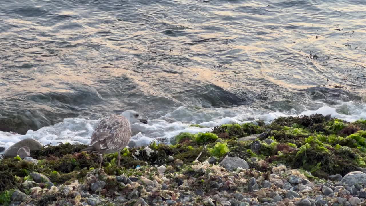 Cadde Bostan海岸-海滨和平静-浪漫的日落在马尔马拉海-美丽的日落和平静的人-王子岛-海-海藻-日落-海藻-生命和海浪在海上-美丽的风景与视频素材