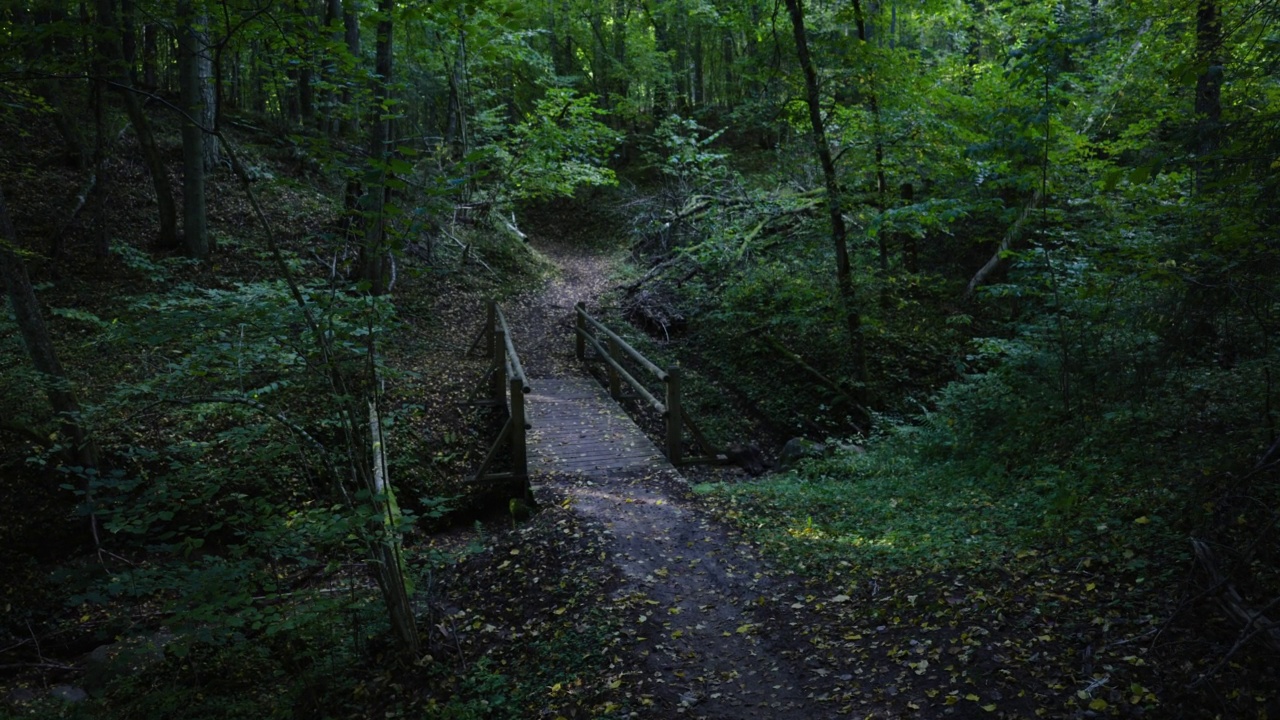 秋天森林里峡谷上的一座桥视频素材