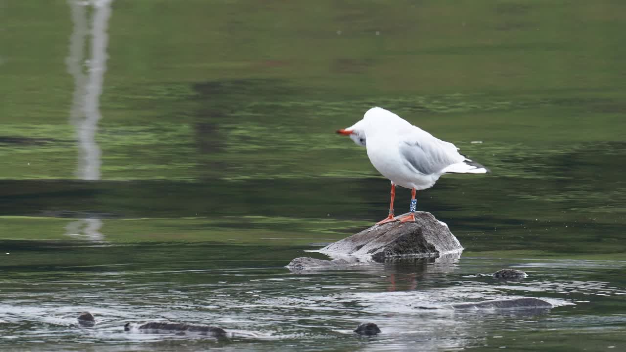 一只色彩斑斓的黑头鸥;Chroicocephalus ridibundus;在温德米尔湖，安布尔塞德，湖区，英国。视频素材