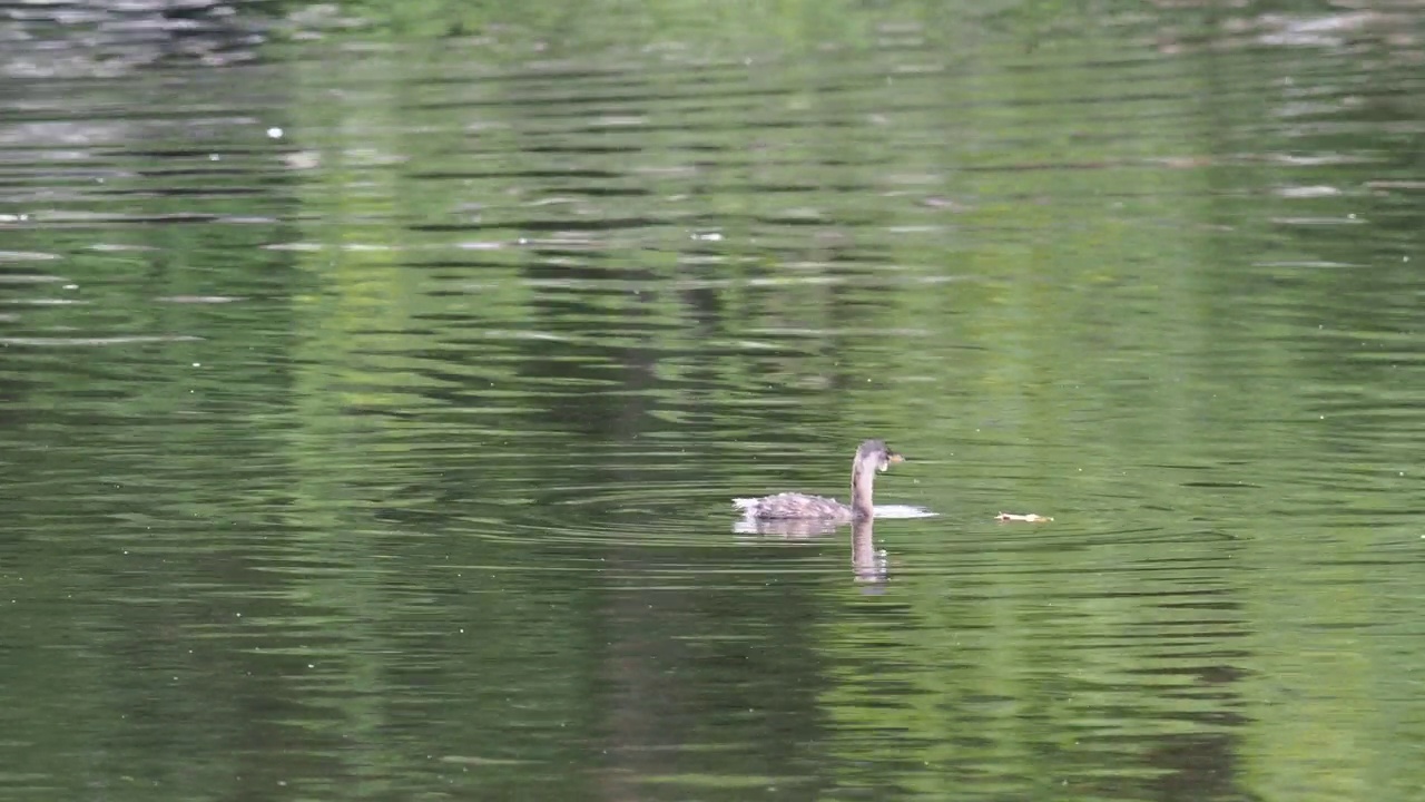 一个小Grebe, Tachybaptus ruficollis在温德米尔湖，安布尔塞德，湖区，英国。视频素材