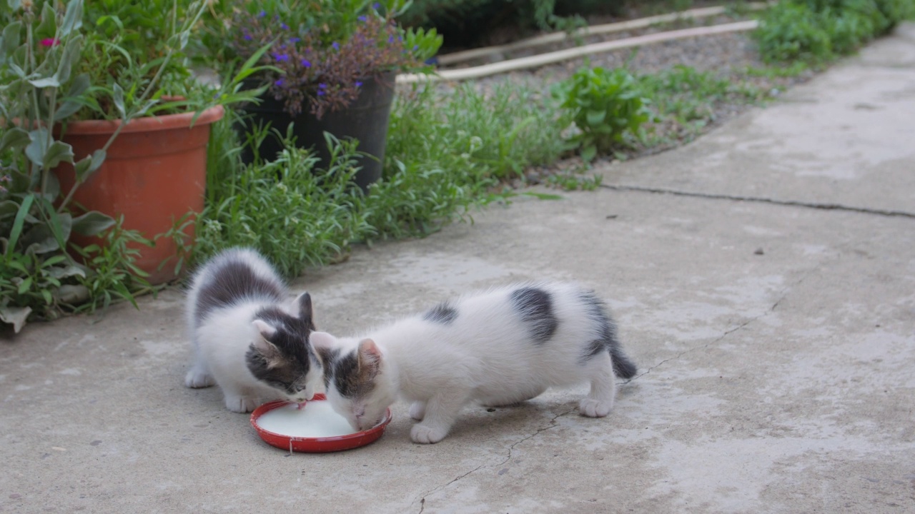 小猫走向牛奶视频素材