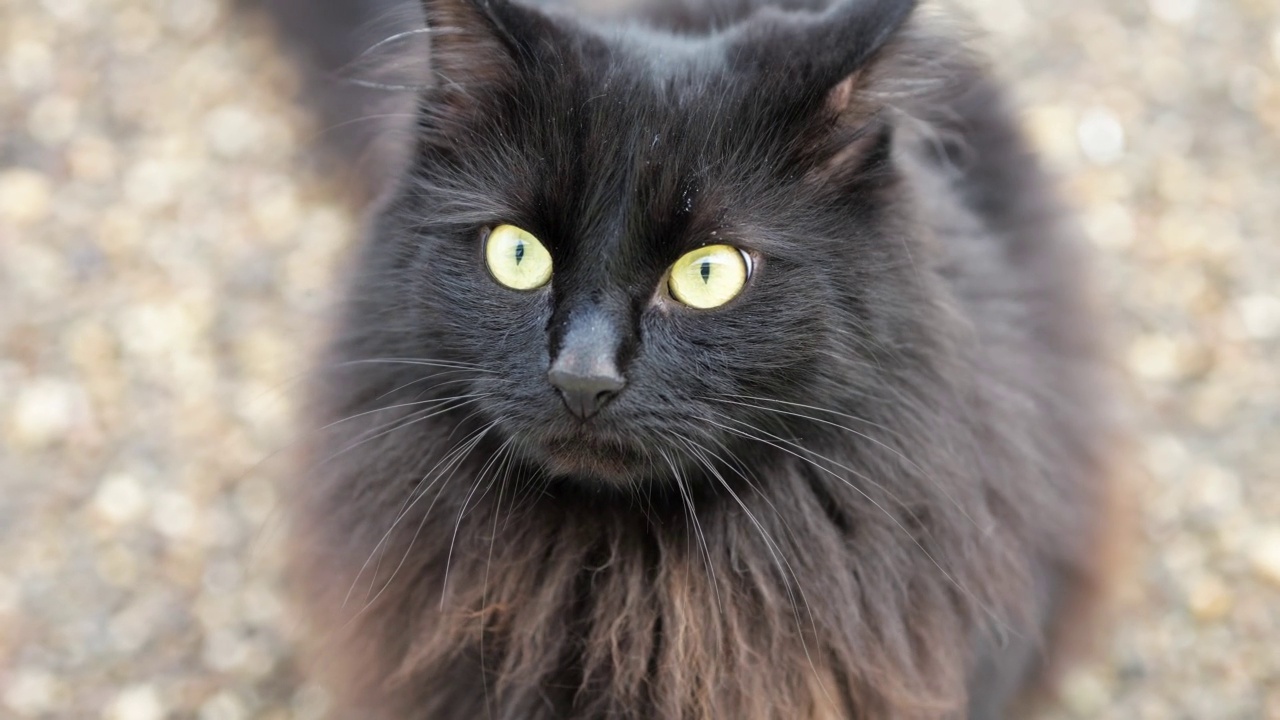 毛茸茸的黑猫长着绿色的眼睛，坐在地上动着耳朵视频素材