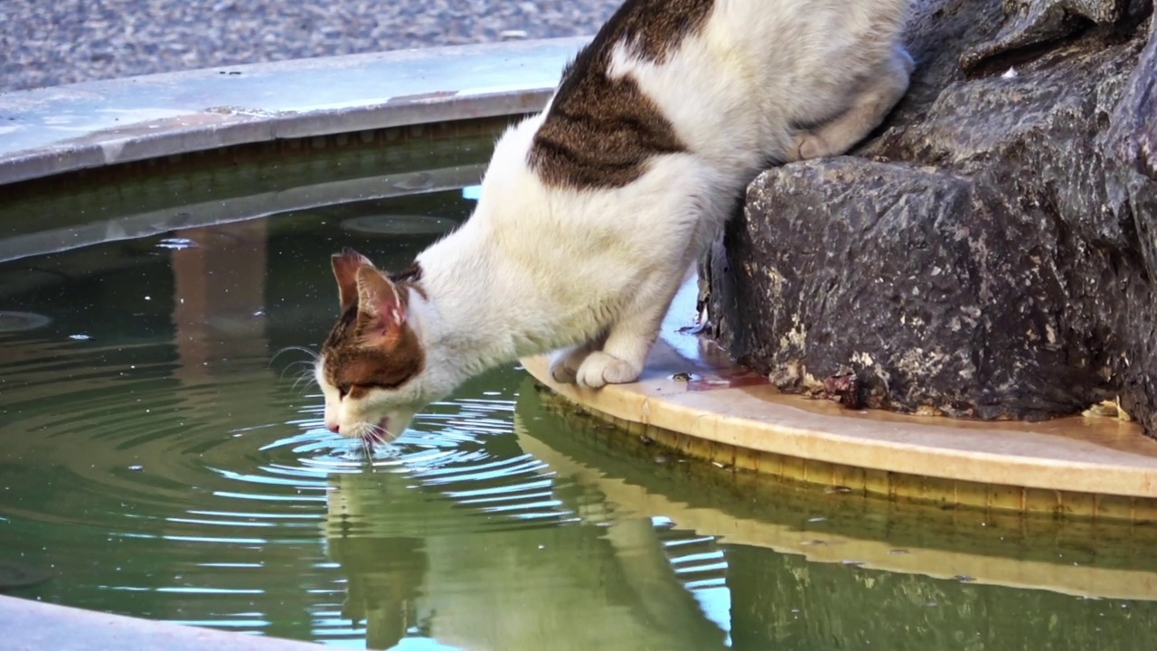 流浪猫从泳池里探出身子喝水，四处寻找安全视频素材