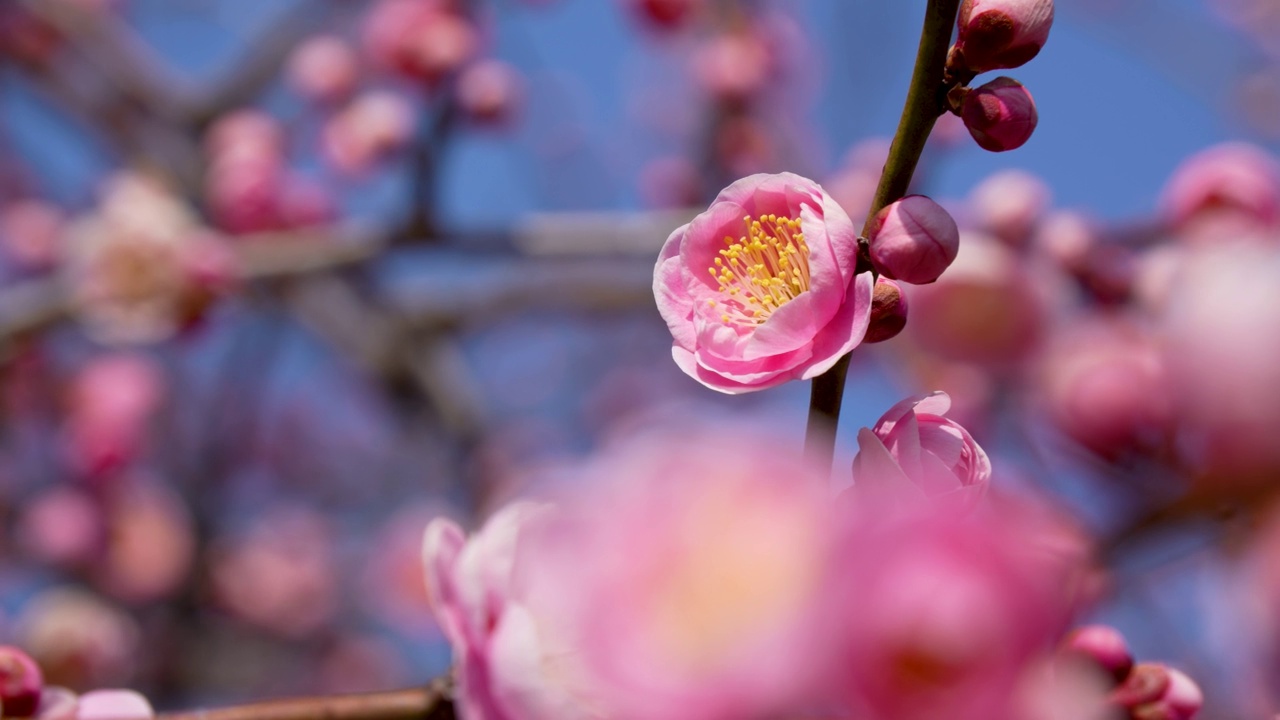 粉色梅花的倾斜视频。视频素材