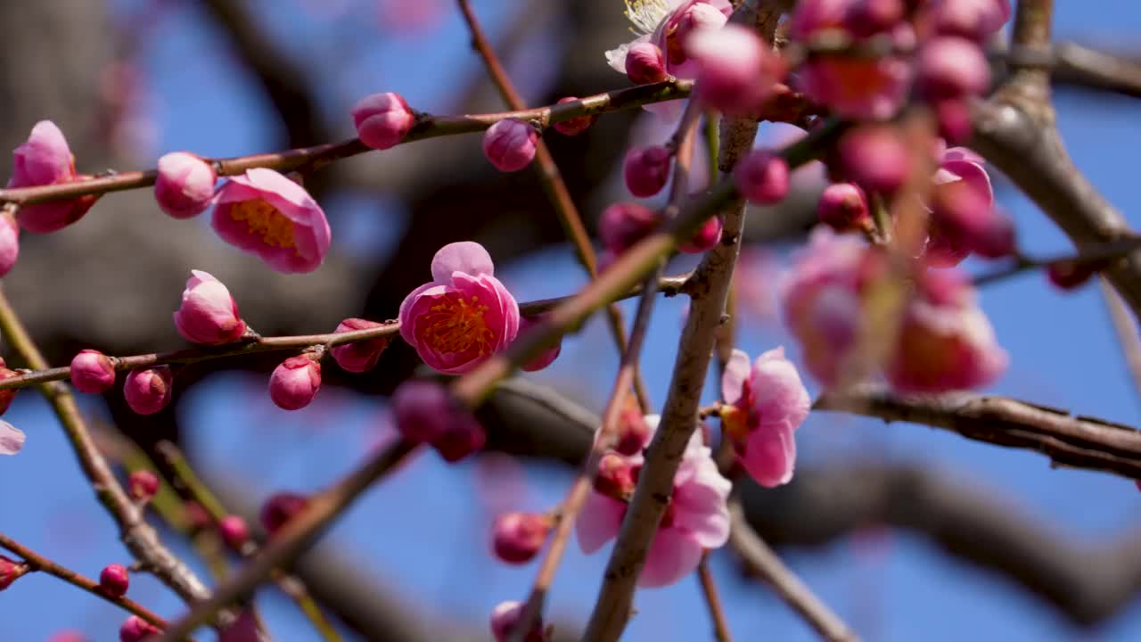 粉色梅花的倾斜视频。视频素材