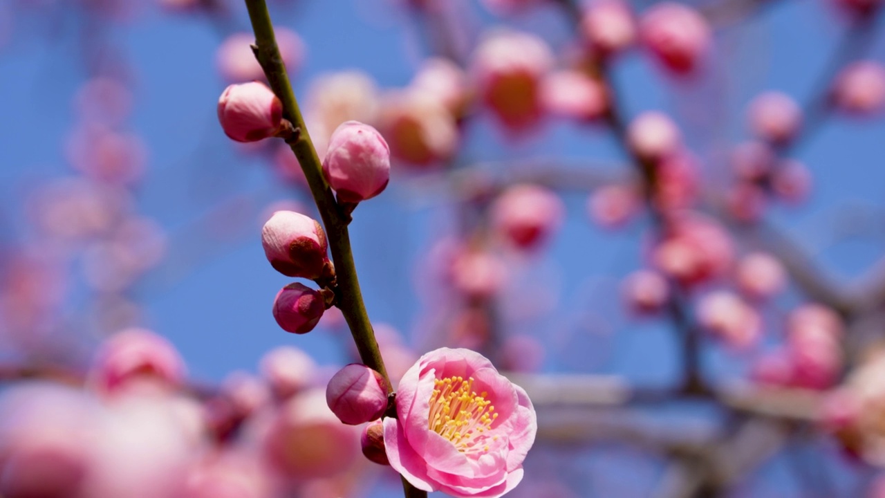 粉色梅花的倾斜视频。视频素材