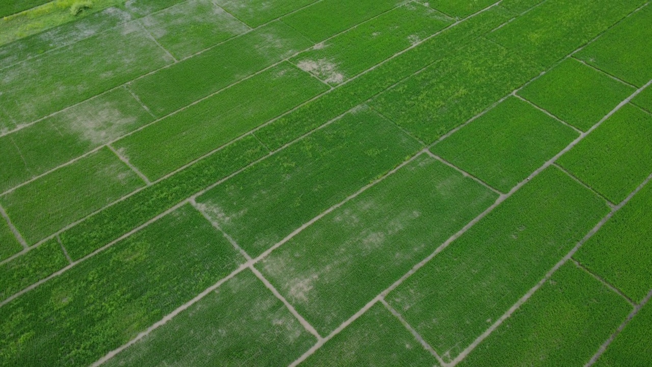 受雨季洪水影响的稻田或农业地区的鸟瞰图。滂沱大雨和洪水淹没农田后泛滥的河流俯视图。视频素材