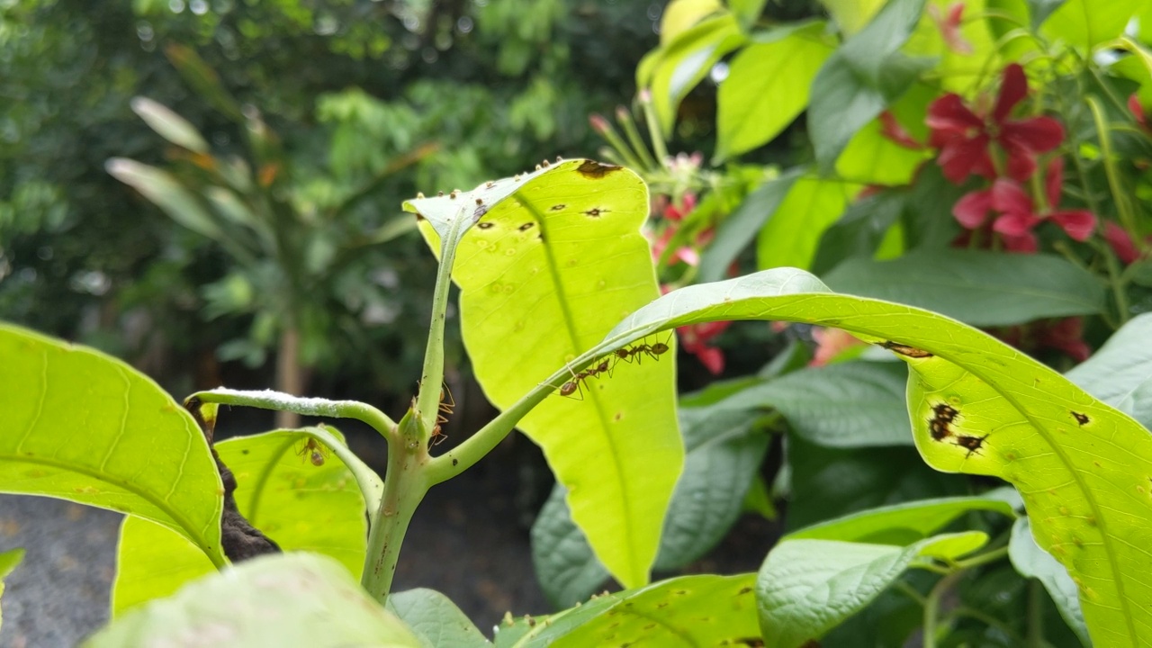 蚂蚁活动，Oecophylla smaragdina(俗称亚洲编织蚁，编织蚁，绿蚁，绿树蚁，semut rangrang, semut kerangga，橙gaster视频素材