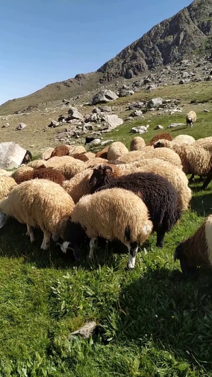 Berçelan高地的牲畜视频素材