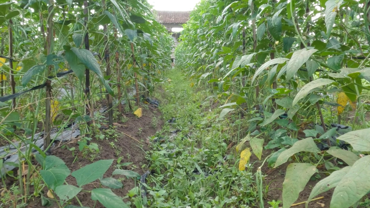 长豆菜地结果，用木头做藤蔓视频素材