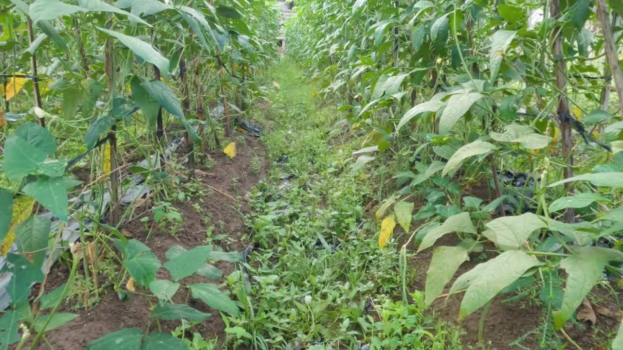 长豆菜地结果，用木头做藤蔓视频素材