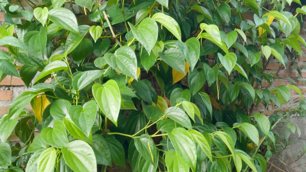 伯特利植物在水泥砖墙上繁殖，绿色的心形叶子视频素材