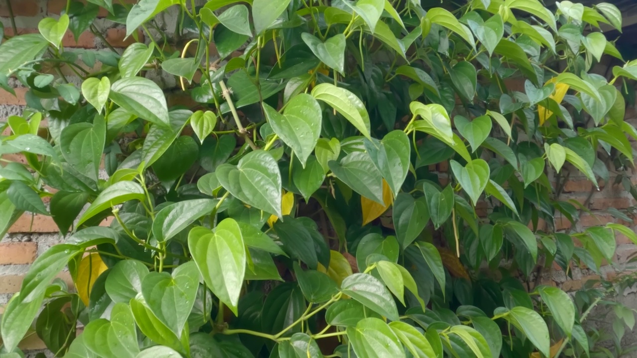 伯特利植物在水泥砖墙上繁殖，绿色的心形叶子视频素材