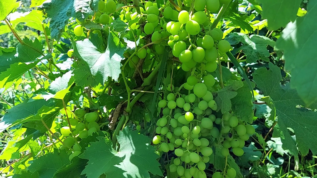 葡萄生长在花园里。成熟的水果和浆果视频下载