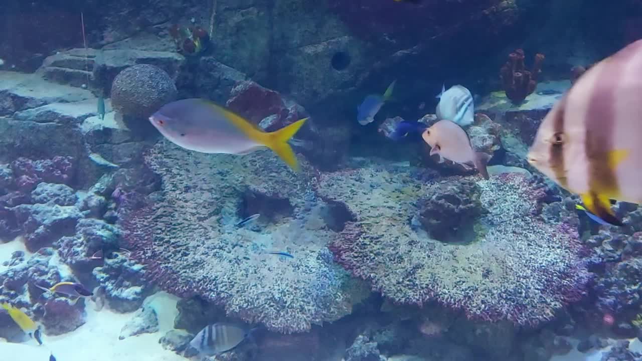 美丽的鱼在水族馆里游泳。海洋生物，水下世界视频下载