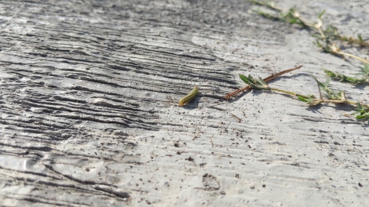 毛虫是鳞翅目成员的幼虫阶段。在水泥地上行走视频素材