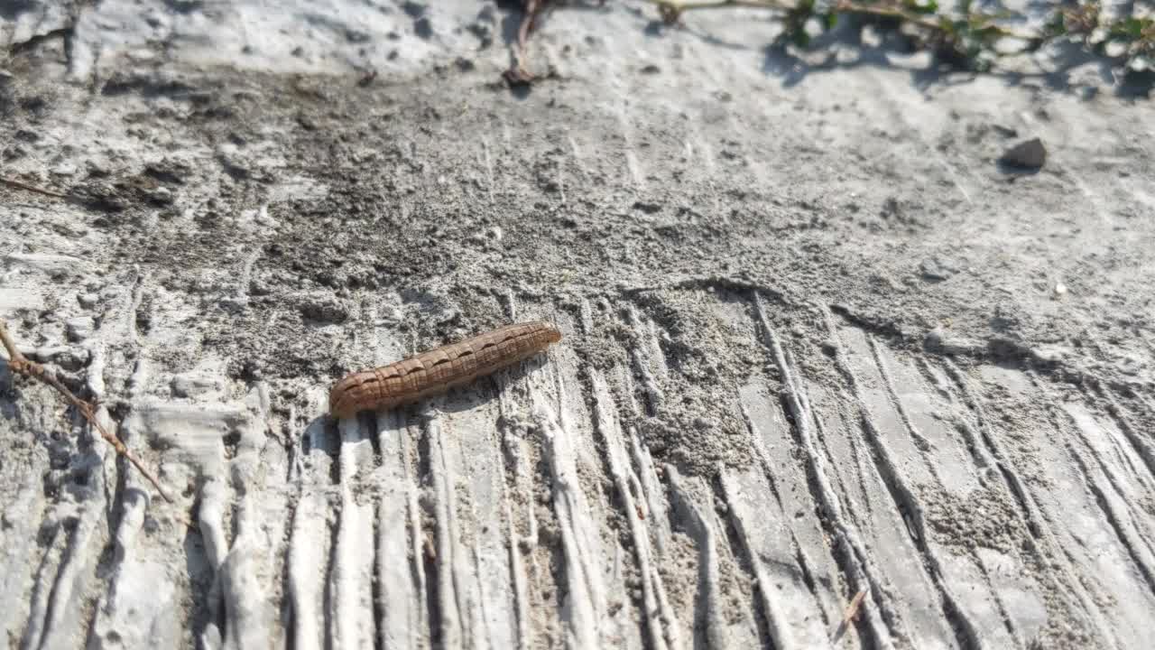 毛虫是鳞翅目成员的幼虫阶段。在水泥地上行走视频素材