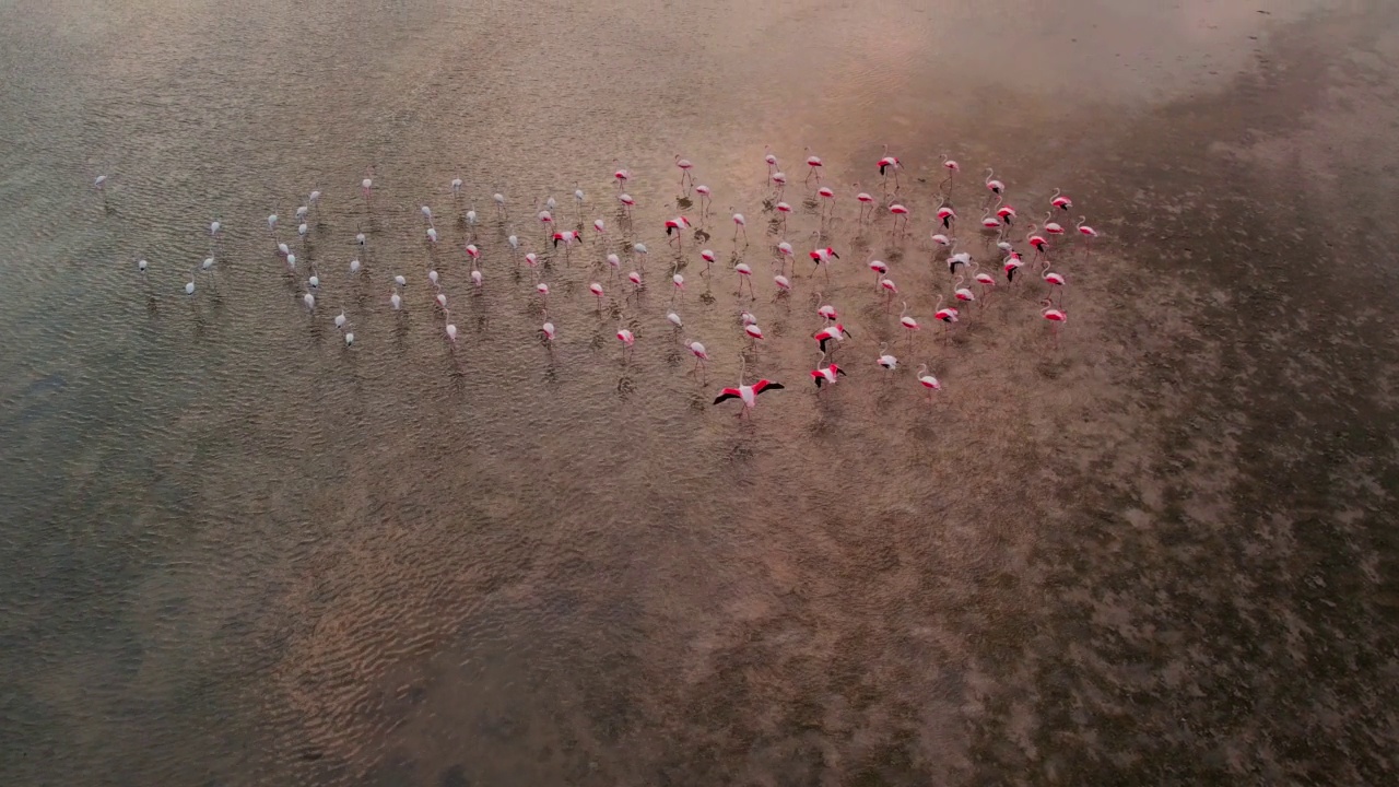 无人机飞过海湾里的一群粉色火烈鸟视频素材