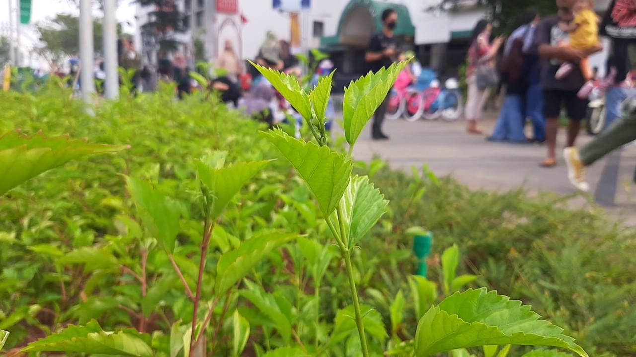 植物在风中飘动，背景是路人。视频下载