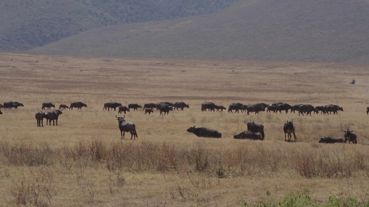 非洲水牛或Cape buffalo(非洲水牛)视频素材