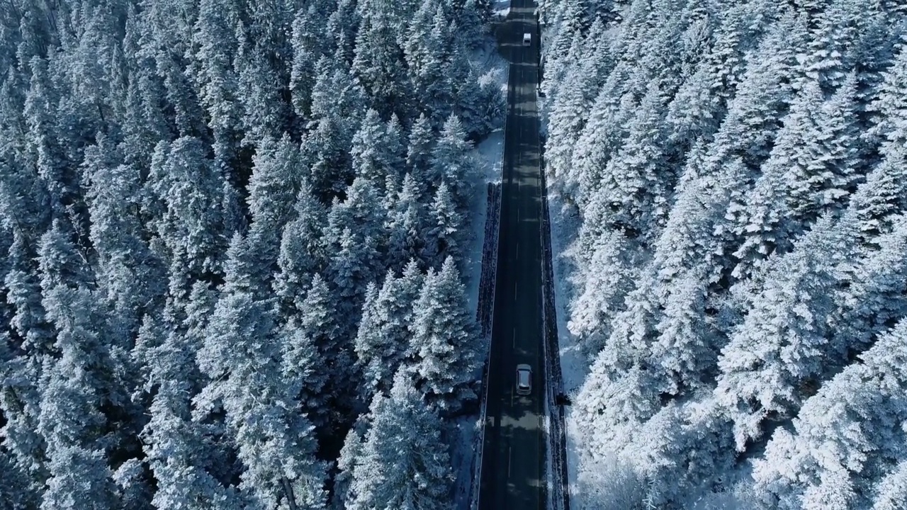 冬天的森林，厚厚的森林被雪覆盖视频素材