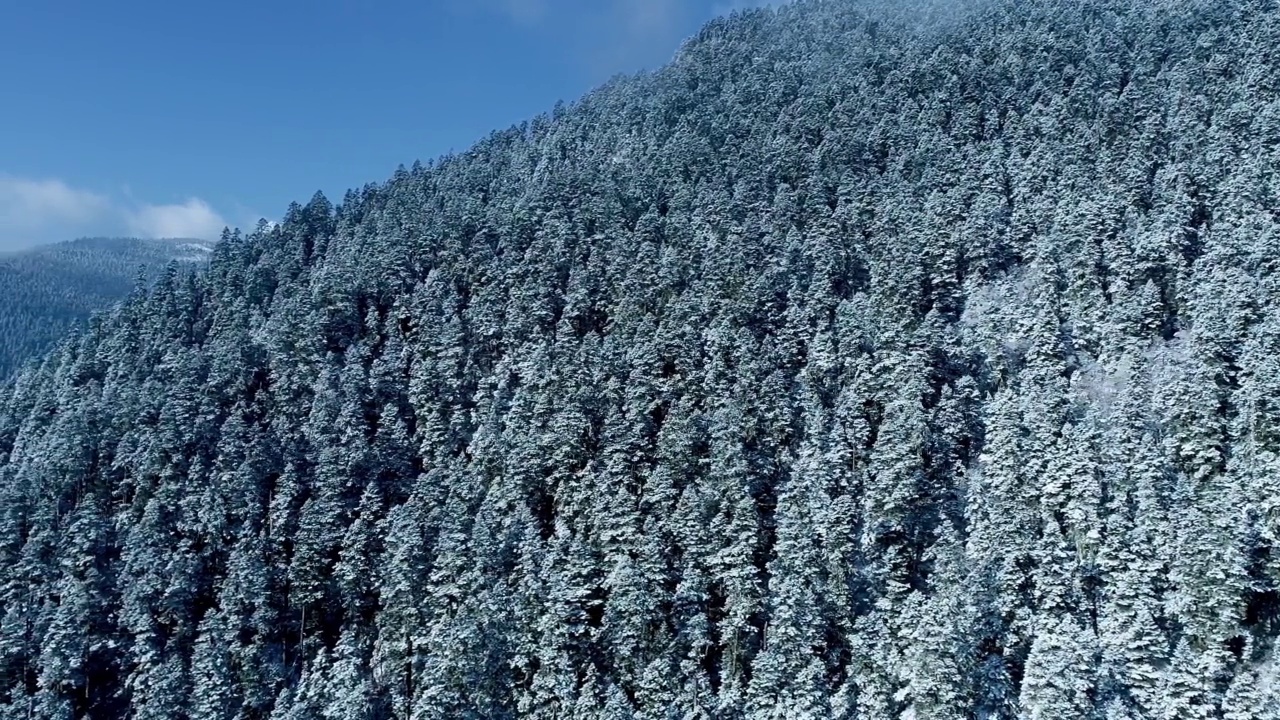 冬天的森林，厚厚的森林被雪覆盖视频素材