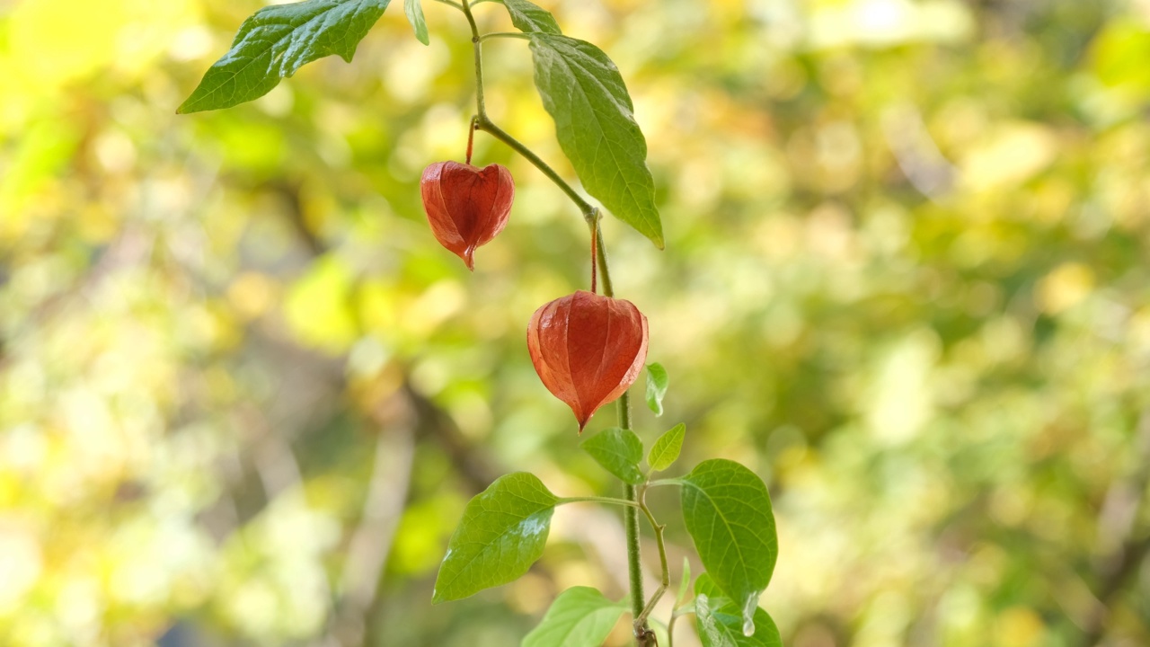 秋天的颜色背景。红色的Physalis(秘鲁酸浆)在黄色秋叶的背景下视频素材