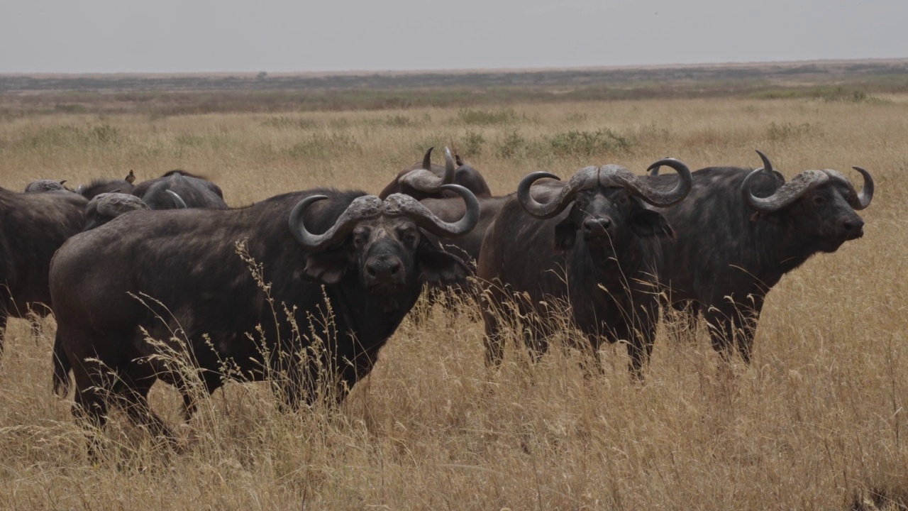 非洲水牛或Cape buffalo(非洲水牛)视频素材