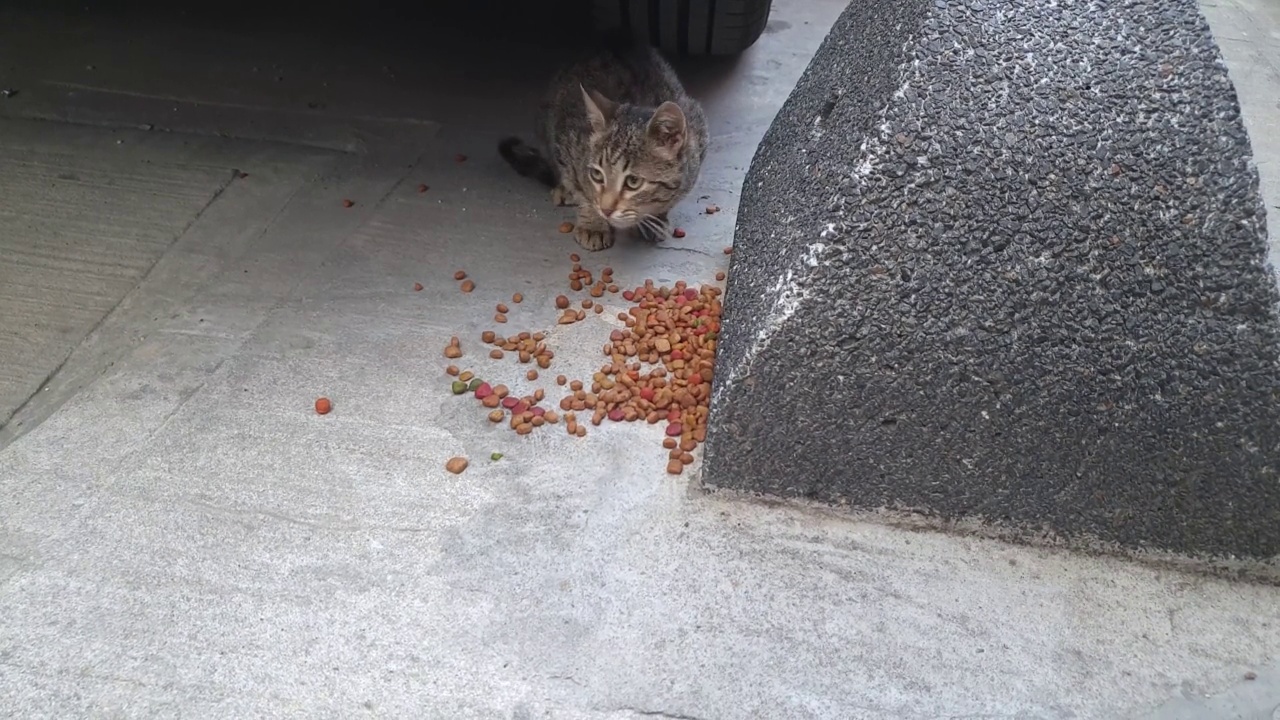 猫吃食物视频素材