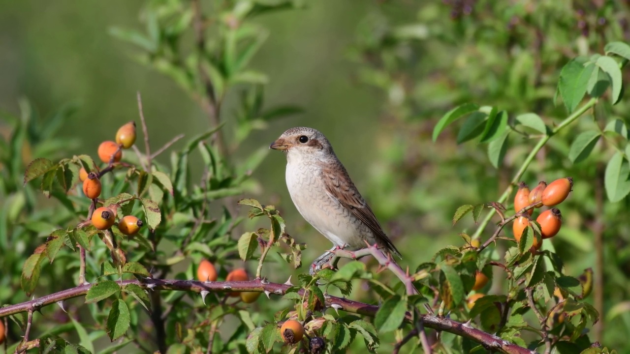 红背伯劳鸟，Lanius collurio，坐在灌木丛的树枝上视频素材