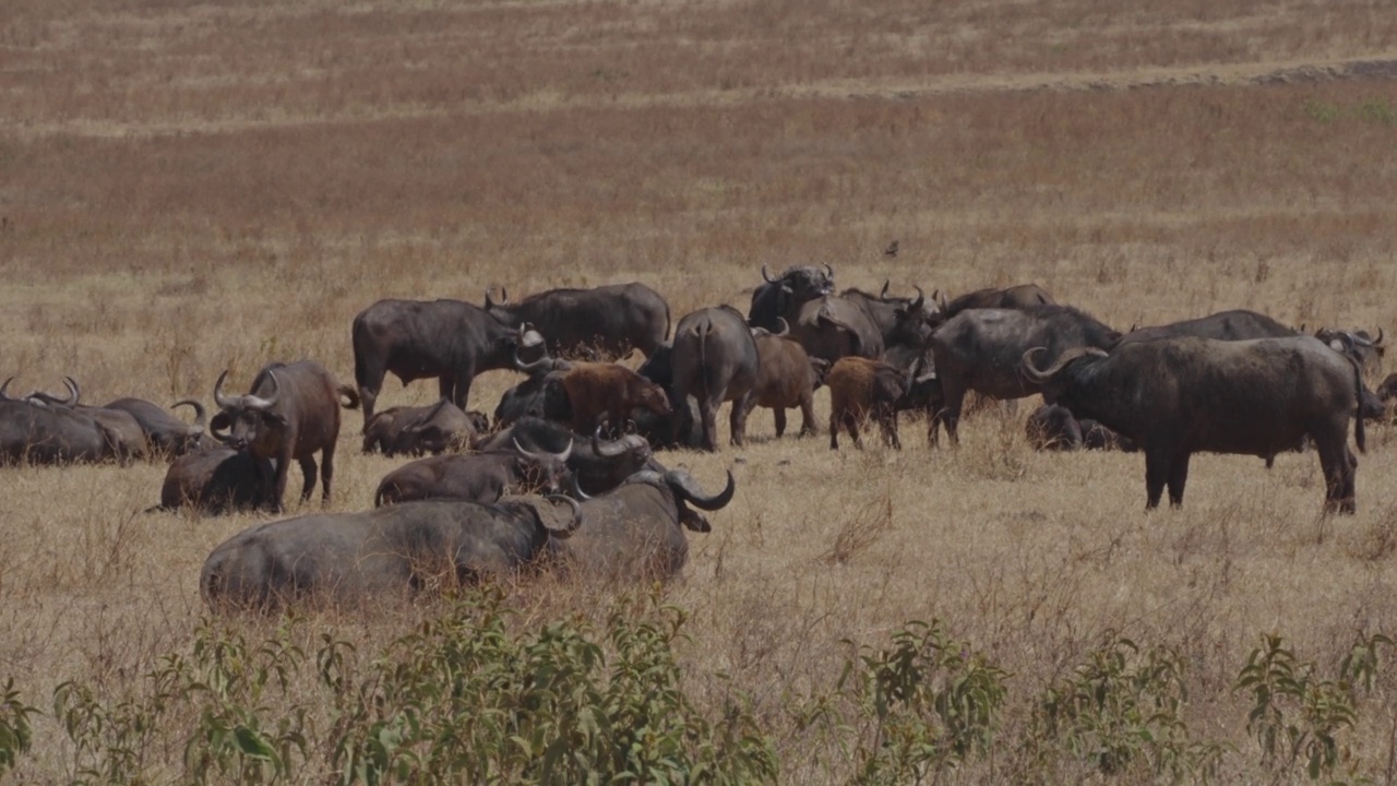 非洲水牛或Cape buffalo(非洲水牛)视频素材