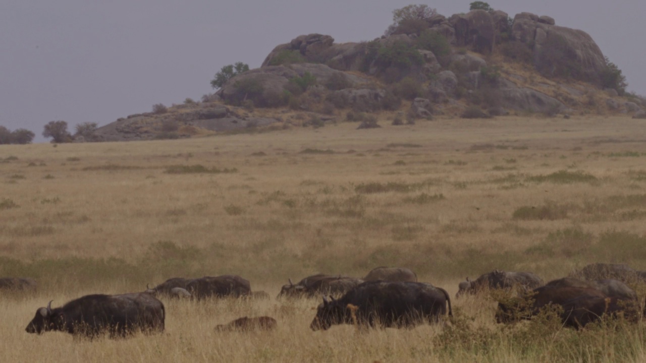 非洲水牛或Cape buffalo(非洲水牛)视频素材