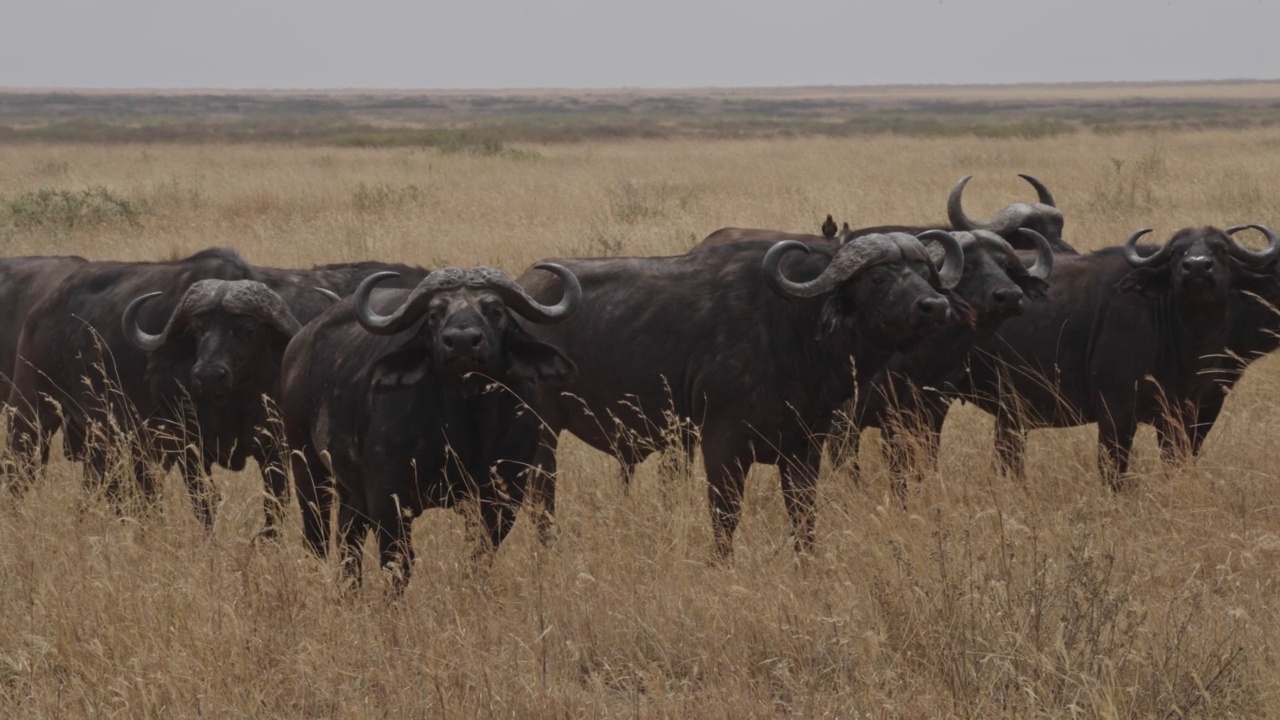 非洲水牛或Cape buffalo(非洲水牛)视频素材